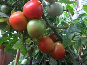 Tomatoes 2013